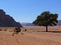 Wadi Rum (12)